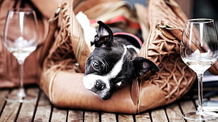 black and white Boston Terrier puppy lying on brown leather handbag close-up photo during daytime