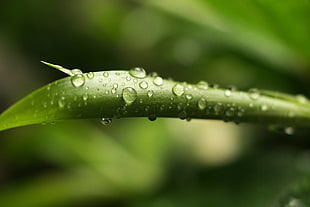 closeup photograph of a water droplets on green leaf