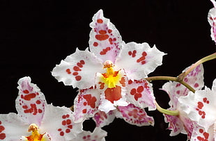 white and pink Orchids macro photography