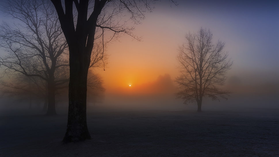 black and white trees painting, mist HD wallpaper