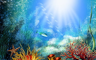 Underwater photography HD wallpaper