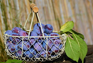 bunch of purple grapes on metal basket