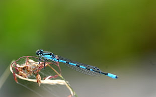 blue and black dragonfly in closeup shot