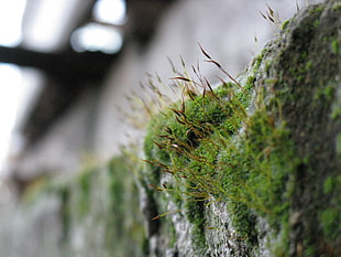 green moss, nature, landscape, wall