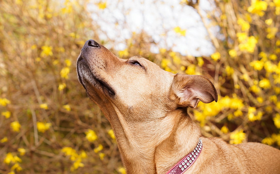 tan Chinook dog HD wallpaper