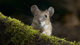 gray mice on brown and green tree root