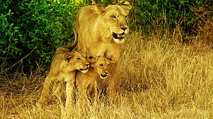 three lions photo