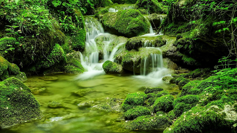 green and white fish with fish tank, forest, river HD wallpaper