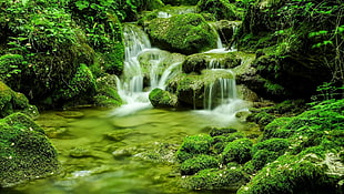 green and white fish with fish tank, forest, river HD wallpaper