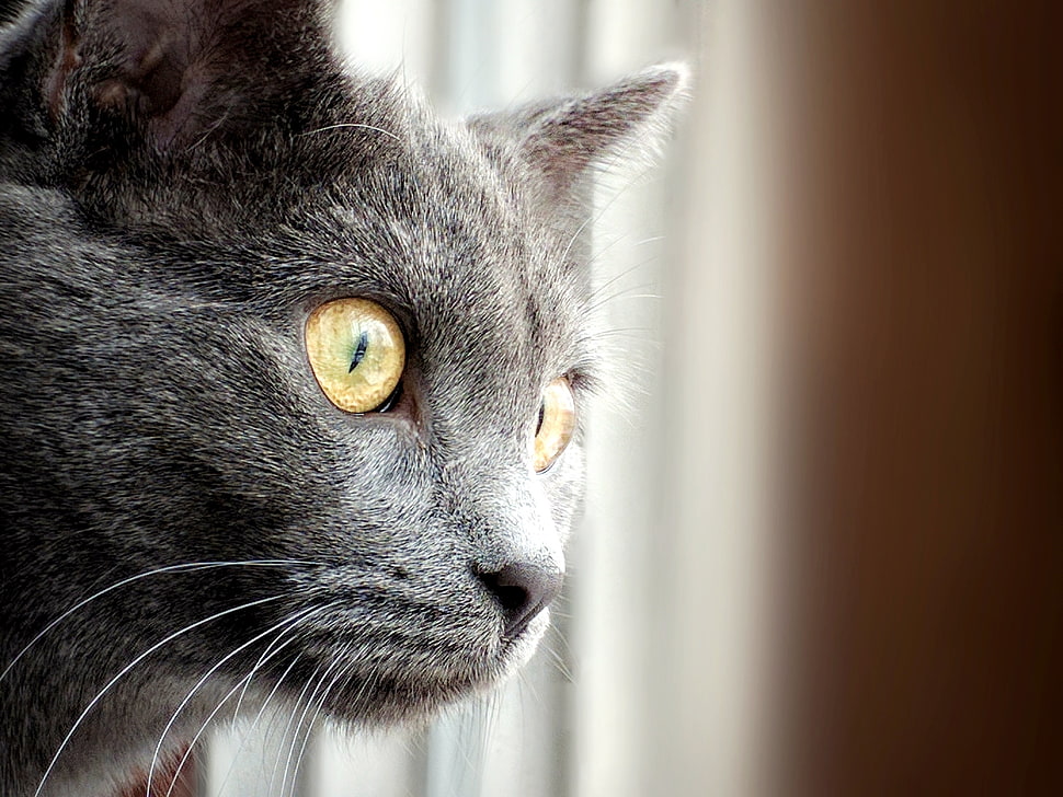 close-up photography of short-fur gray cat HD wallpaper