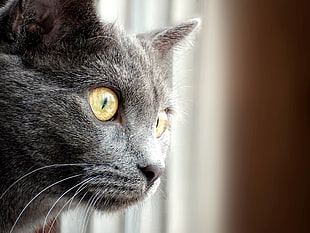 close-up photography of short-fur gray cat