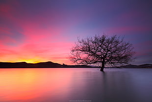 silhouette of a tree surround by body of water during sunset