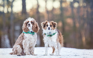 brown and white English cooker spaniel and brown and white puppy on snow field during daytime