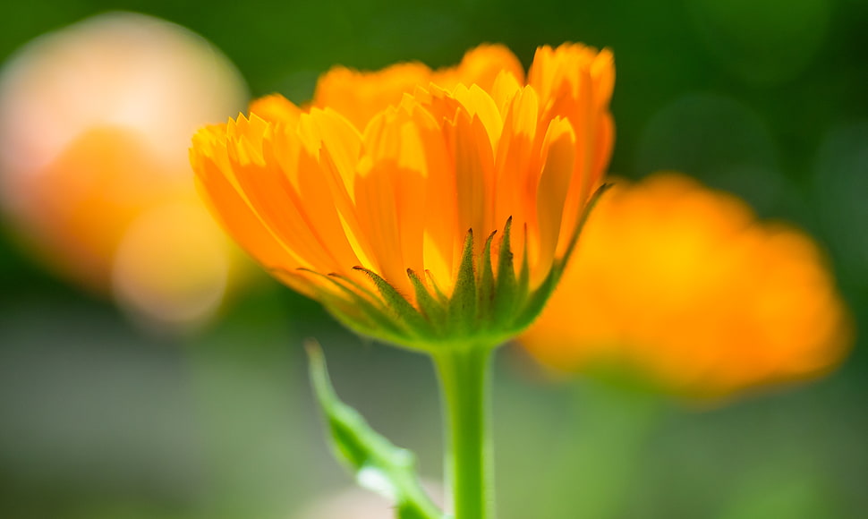 selective focus of orange petaled flower HD wallpaper