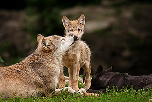 Wolves,  Baby,  Care,  Predators