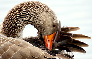 close up photo of gray Mallard Duck