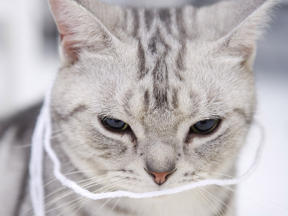 gray and black short coated cat HD wallpaper