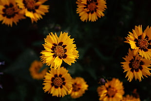 yellow-and-brown flowers, yellow flowers, blossoms, macro HD wallpaper