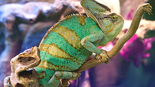 green and brown chameleon, animals, chameleons, colorful HD wallpaper