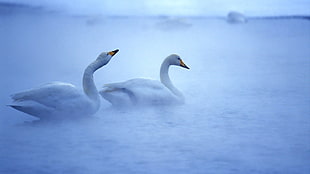 two white ducks on body of water HD wallpaper