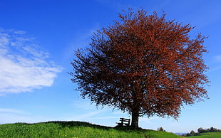 brown leaf tree on green grass field