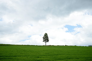green tree on green hill top under gray cloudy sky, hokkaido