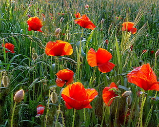 red Shirley Poppy flower field HD wallpaper