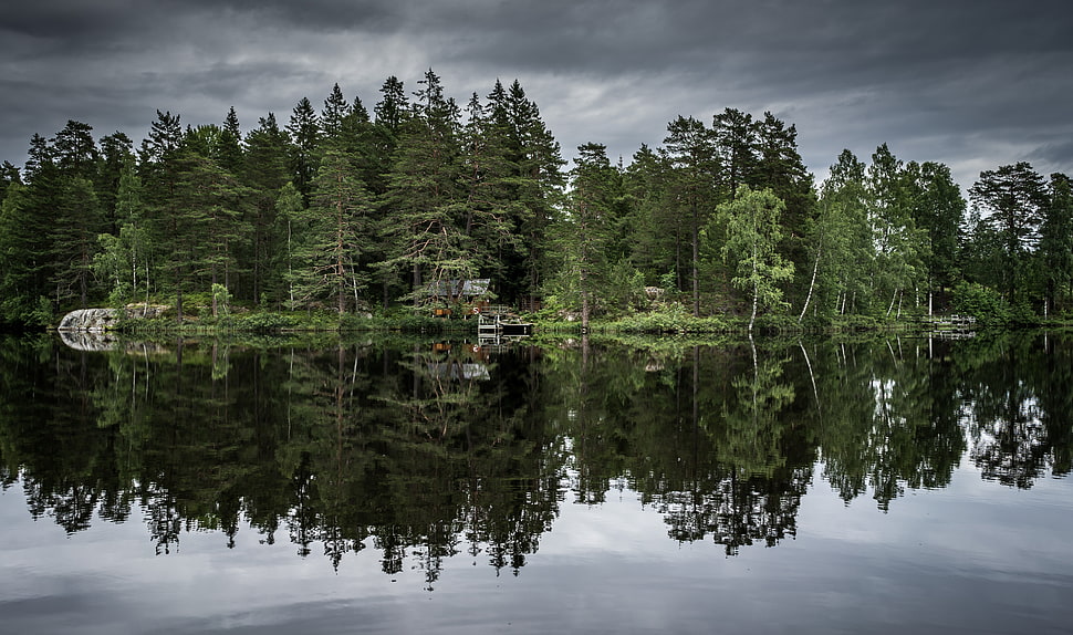 green leaf tree, Trees, Lake, Reflection HD wallpaper