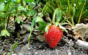 photography of strawberry HD wallpaper