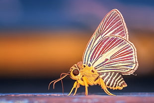 closeup photo of yellow butterfly HD wallpaper