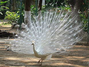 albino peacock at daytime HD wallpaper