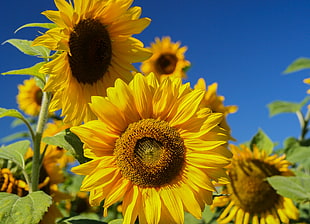 sunflower under blue sky during daytime HD wallpaper