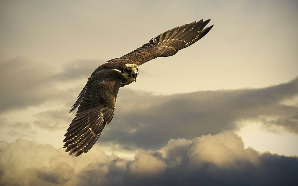 flying golden eagle during daytime HD wallpaper