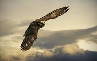 flying golden eagle during daytime