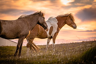 two brown horse on grass field under orange sky, icelandic