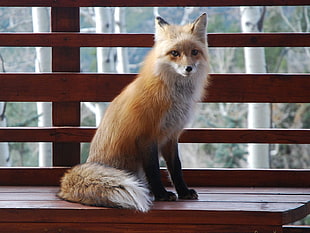 fox beside brown wooden wall