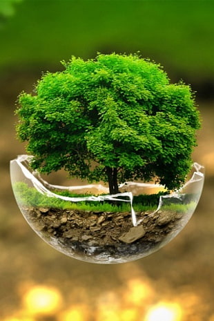 green bonsai illustration