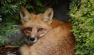 fox between green leaf plant