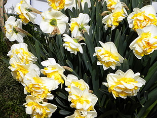 photo of white-and-yellow petaled flowers