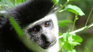tilt shift lens photography of black and white monkey