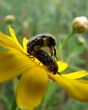 close up photo of two mating black Variegated Beetles on yellow flower