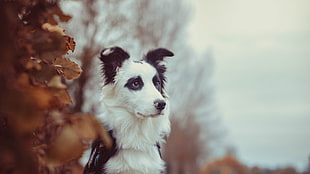 adult white and black Border Collie, dog, animals