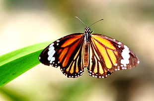 Monarch Butterfly perching on green plant, burma, arakan