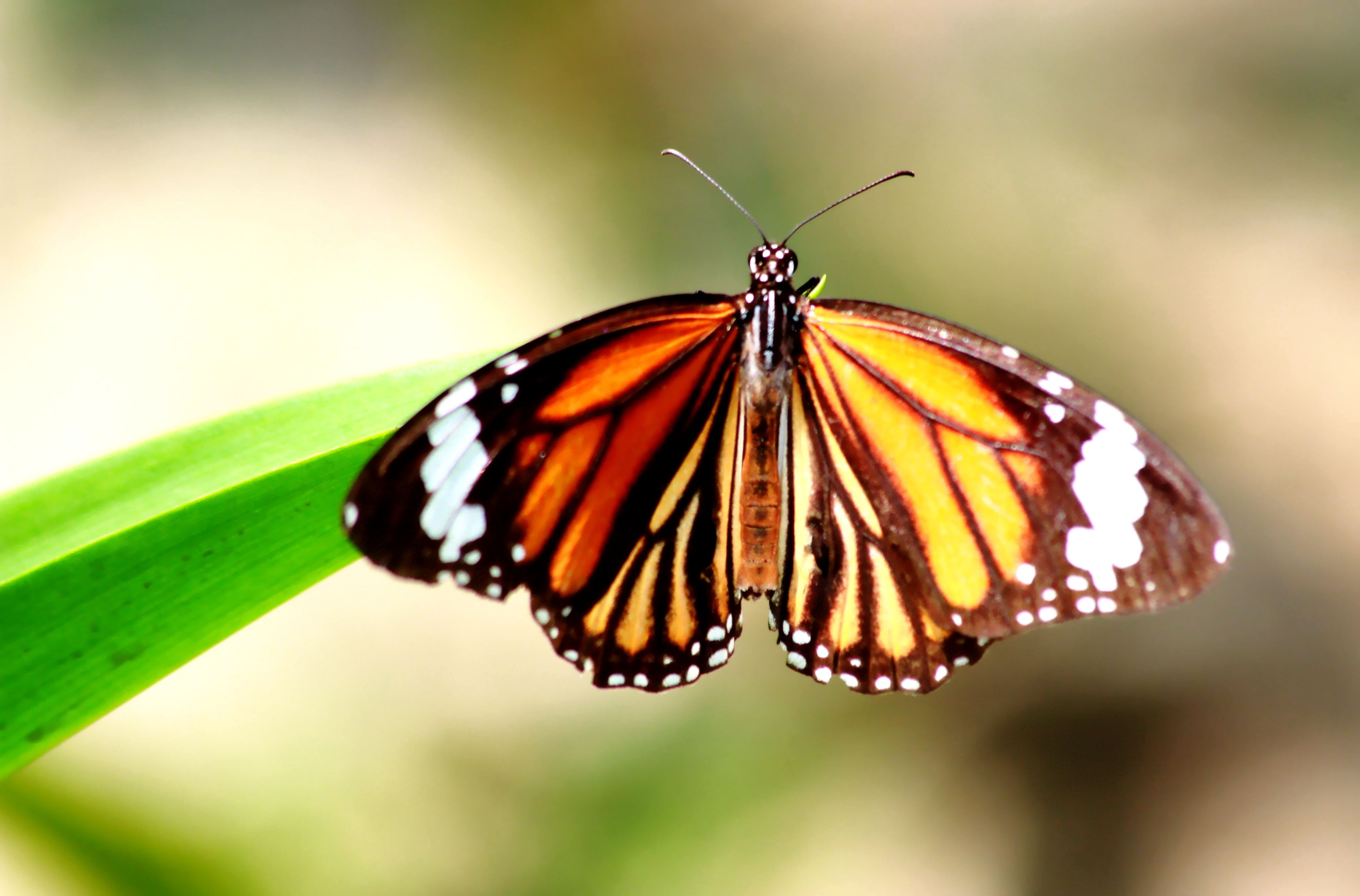 Бабочка на букву п. Бабочка Danaus genutia. Крылья бабочки монарха. Разноцветная бабочка книга.