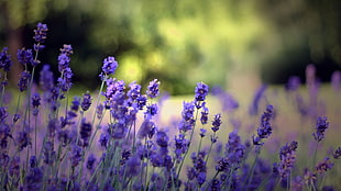 French Lavenders selective-focus photography at daytime HD wallpaper