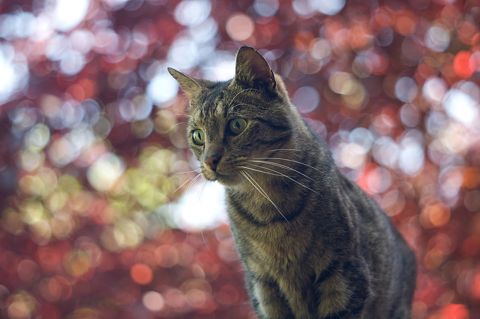 brown Tabby cat close-up photo HD wallpaper