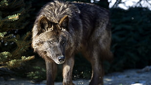 brown wolf, wolf