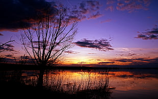 silhouette photography of trees by the lake