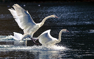 photography of white swans on body of water