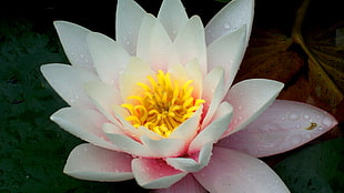 close-up photo of white petaled flower